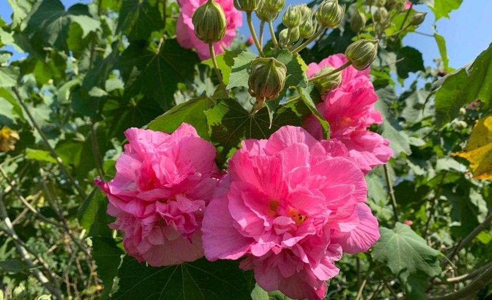 木芙蓉的花色变化过程和栽培方法介绍