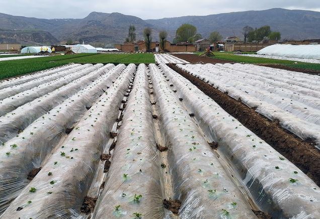 药剂出操型地膜合适用于哪些作物？