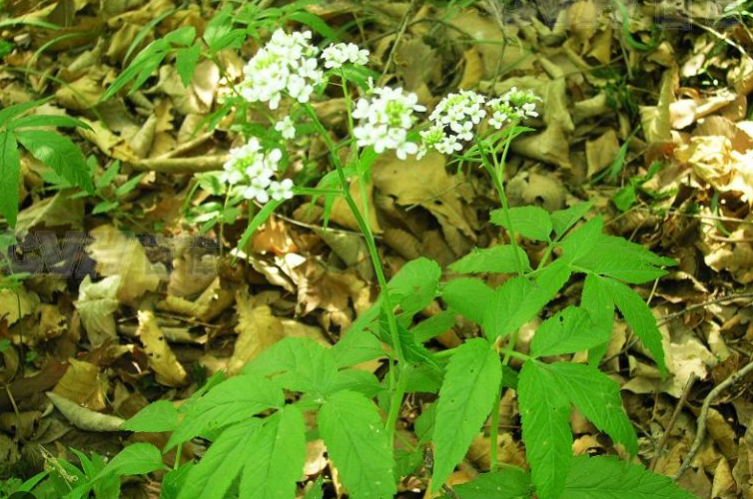 白花碎米荠的形态特征是怎样的？花期可以开多久？