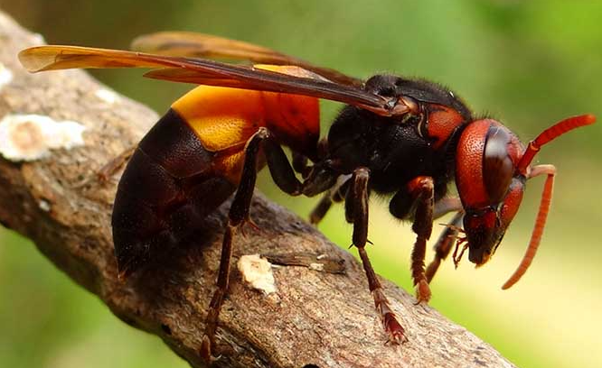 虎头蜂的毒性有多强？被蛰的人会造成什么伤害？