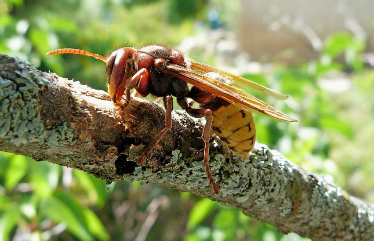 虎头蜂的毒性有多强？被蛰的人会造成什么伤害？