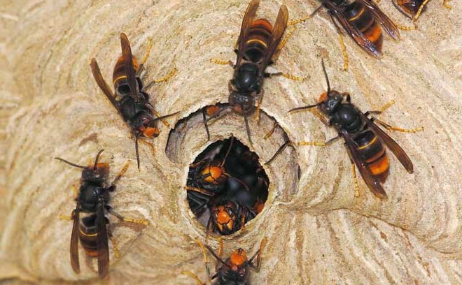 虎头蜂对生态坏境有什么要求？有什么作用或价值？