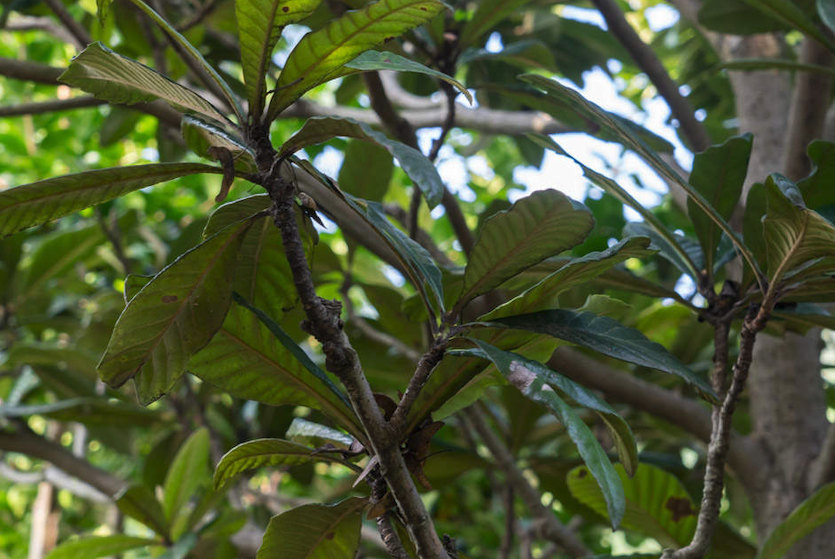 枇杷种植有什么要求？需要注意什么？