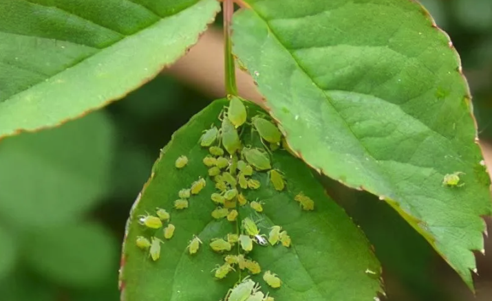 花卉的病虫害分哪几类？如何防治？