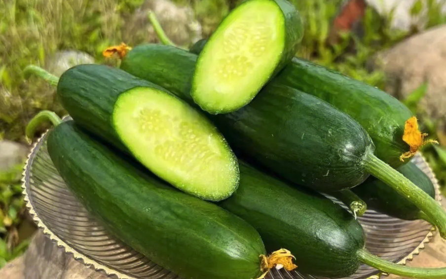 水果黄瓜种植时间和栽培要点介绍