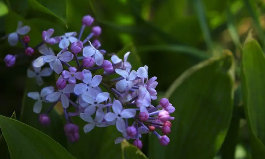 丁香花白粉病症状和防治方法介绍