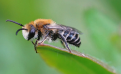 <strong>蜜蜂麻痹病是什么病？有哪些预防措施？</strong>