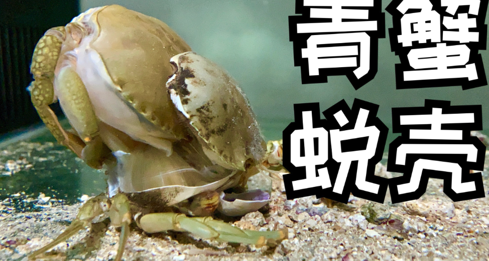 螃蟹是如何脱壳的？青蟹跟大闸蟹有什么区别之处？