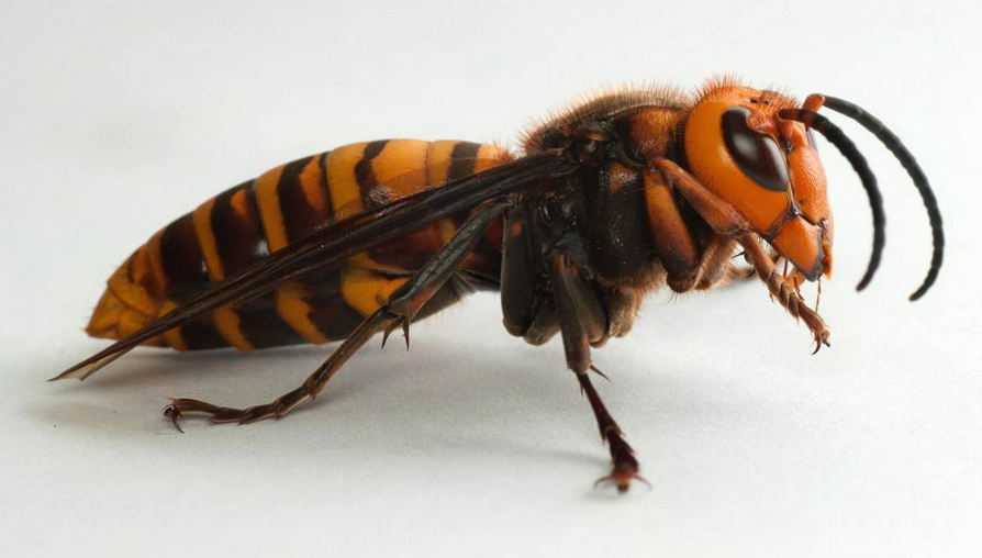 土蜂跟大黄蜂有什么区别？哪个毒性比较强一些？