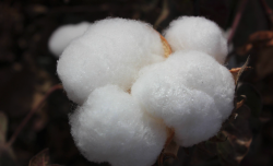 <b>棉花稀植栽培技术分享，有哪些特点？</b>