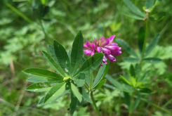 <strong>植物野火球对生态环境有什么要求？形态特征是怎样的？</strong>