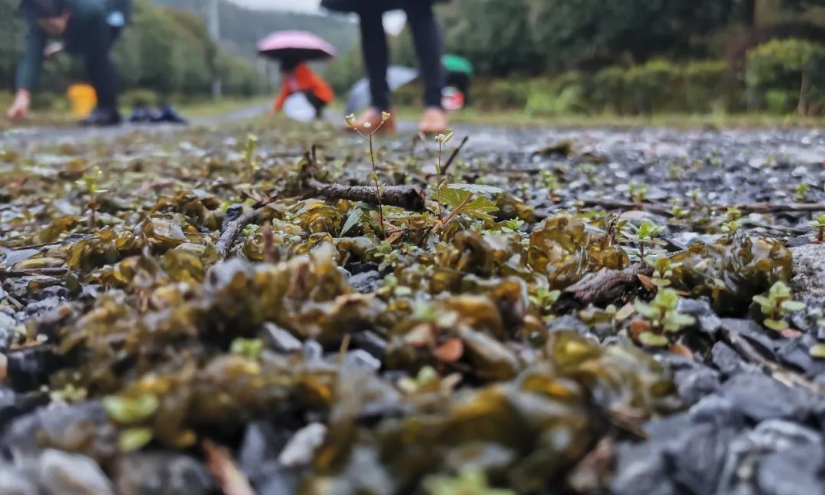 雷公菌人工种植技术分享，有哪些特点？