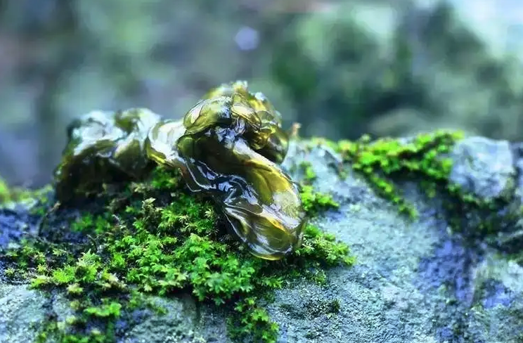 雷公菌人工种植技术分享，有哪些特点？