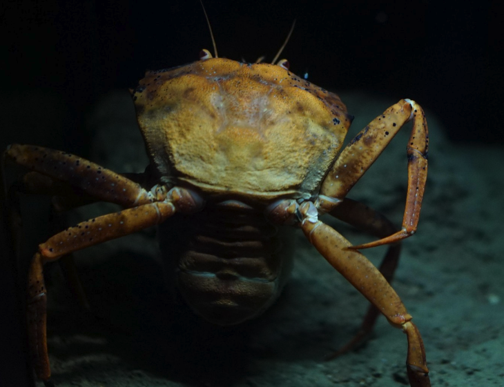 淡水蟹与深海蟹有什么区别？哪个营养价值会更高？