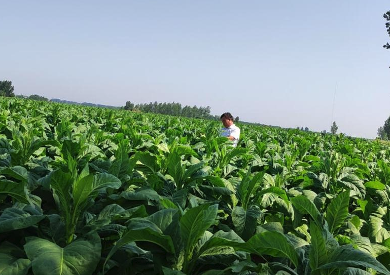 种植烟叶需要什么条件？