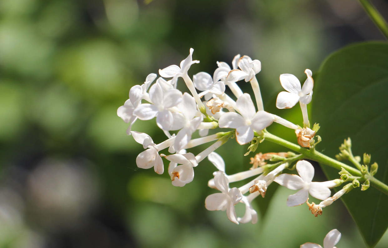 丁香花栽培技术及养护方法有哪些？ 