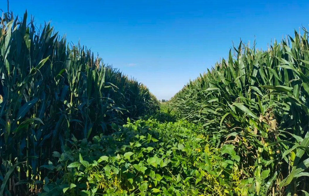 大豆玉米带状复合种植技术分享