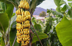 <b>香蕉黄叶病的发病期是什么时候？</b>