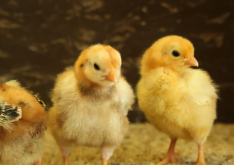 雏鸡慢性呼吸道疾病有什么症状？
