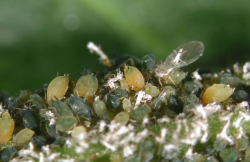 <strong>草绵蚜虫防治的措施与方法有哪些？</strong>