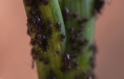 <strong>葱小瘤蚜是什么虫害？有哪些防治措施？</strong>