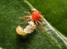 红蜘蛛是什么害虫，有哪些农药可以消灭？