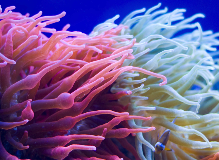 哪些珊瑚是可以食用的，都分布在哪些区域？
