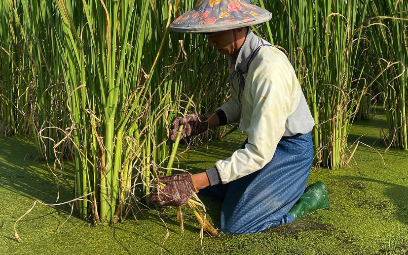 种植茭白如何选种株？有哪些选择条件？