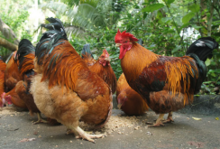 <strong>鸡常见寄生虫病有哪些，如何防治？</strong>