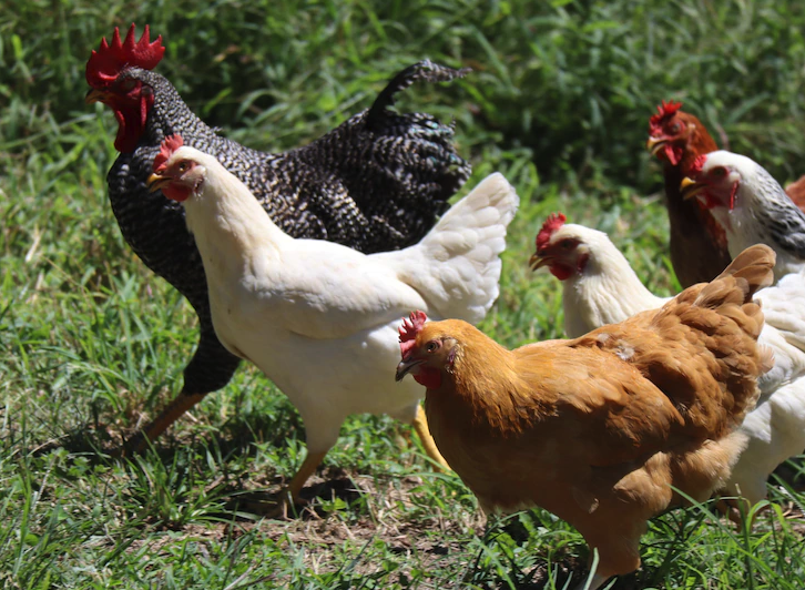 鸡常见寄生虫病有哪些，如何防治？