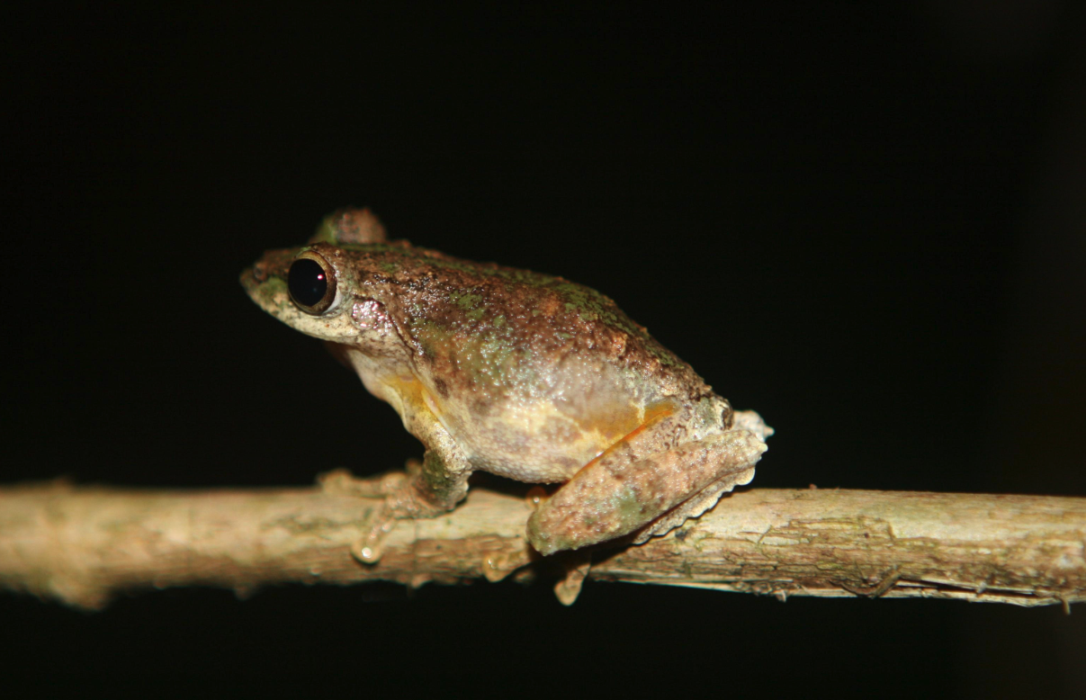 锯腿树蛙有哪些形态特征，主要分布在哪些地区？