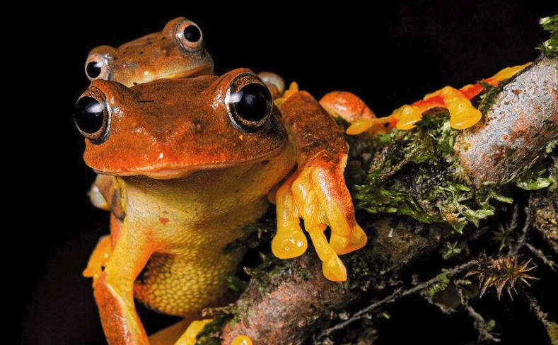 红蹼树蛙有哪些生活习性，是否有毒性?