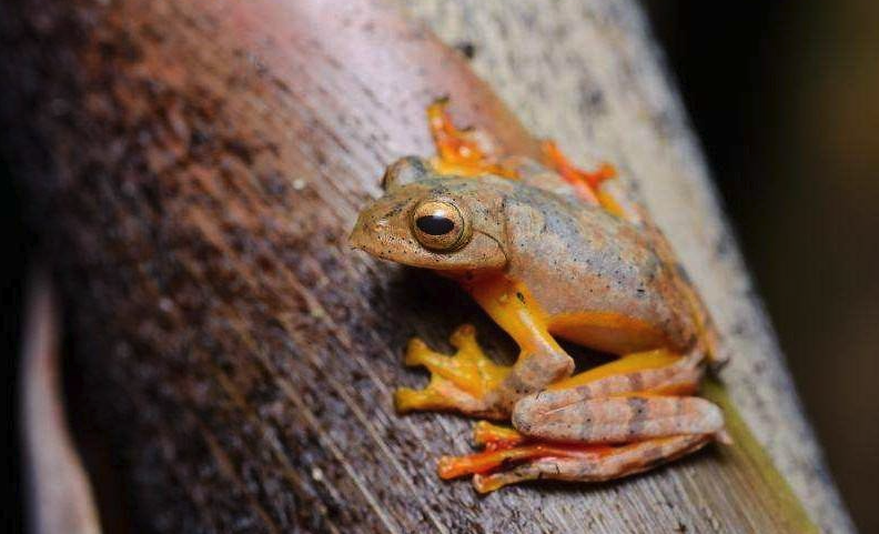 红蹼树蛙有哪些形态特征，分布在哪些地区？