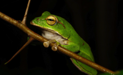 宝兴树蛙有哪些饮食习性，如何饲养？