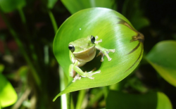 宝兴树蛙有哪些形态特征，有哪些价值？