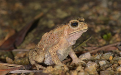 锯腿树蛙有哪些饮食习性，有哪些价值？