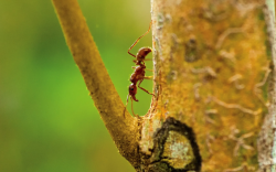 <strong>蚂蚁对苹果树有哪些影响，需要清除树上的蚂蚁吗？</strong>