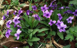 <strong>紫花地丁的生活习性怎么样，可以在室内种植吗？</strong>