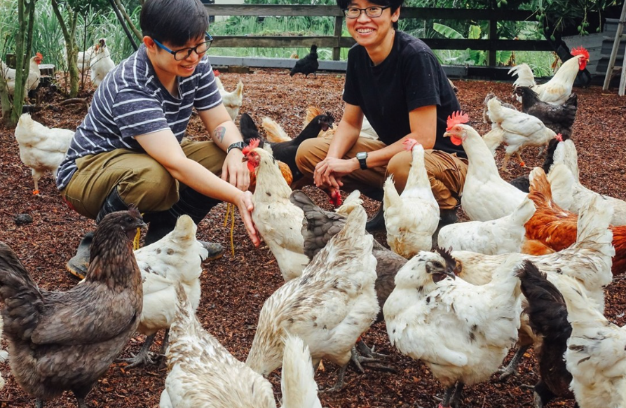 鸡饲料中如何补充维生素和矿物质?