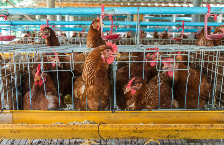 鸡感染新城疫是什么疾病，有哪些防治措施?