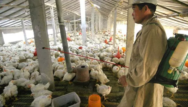 鸡感染新城疫是什么疾病，有哪些防治措施?