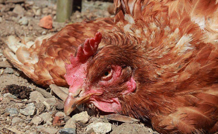 鸡感染传染性鼻炎有哪些特征，病鸡需要怎么处理?