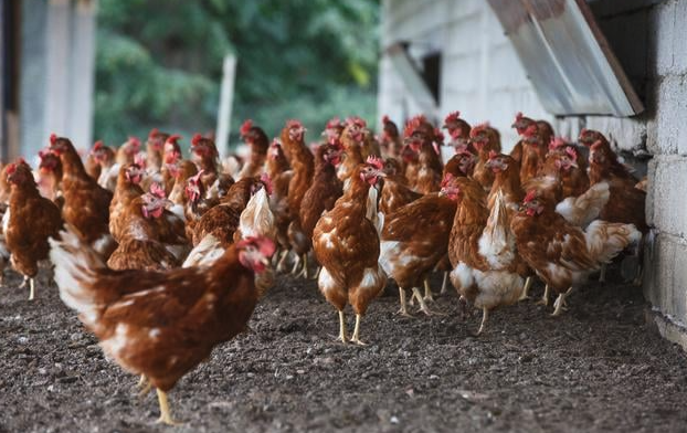 鸡感染传染性鼻炎有哪些特征，病鸡需要怎么处理?