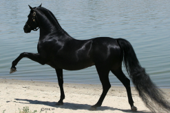马的种类有多少种，哪些是可以充当赛马的品种?