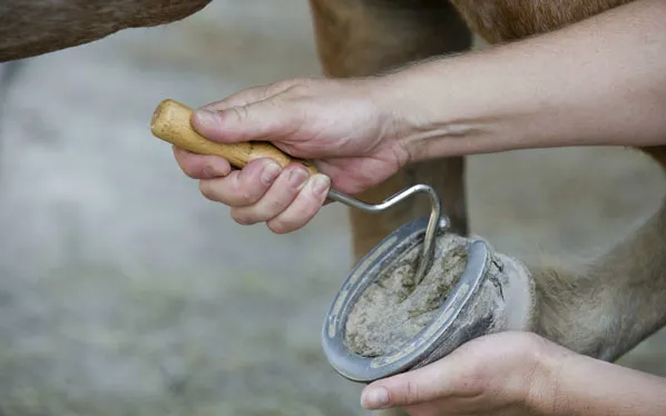 马场中多久护理马蹄，如何减少真菌感染?