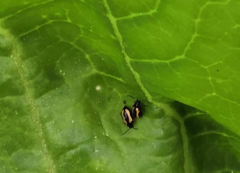 生物杀虫剂如何应用，存在什么问题？