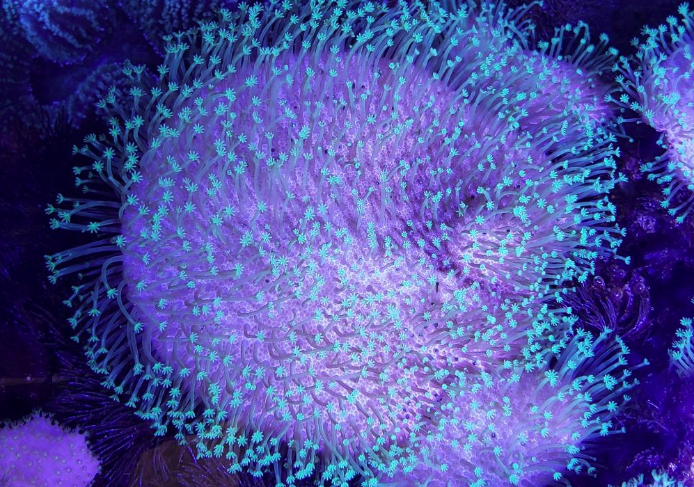 皮革珊瑚有哪些形态特征，分布在哪些海域？