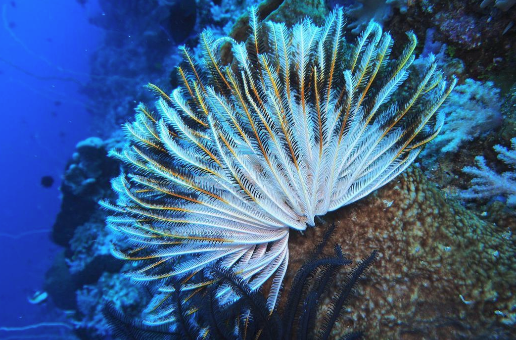 猫眼珊瑚有哪些形态特征，分布在哪些海域？