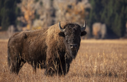 北美野牛有哪些特点，如何养殖?