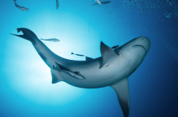 牛鲨有哪些生活习性，主要分布在哪里？